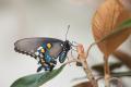 IMG_8984 blue butterfly in repose